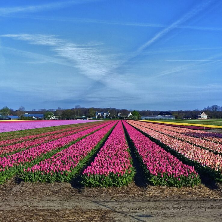 tulip fields of Lisse