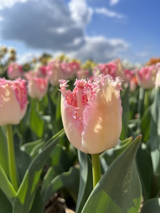 beautiful pink tulip