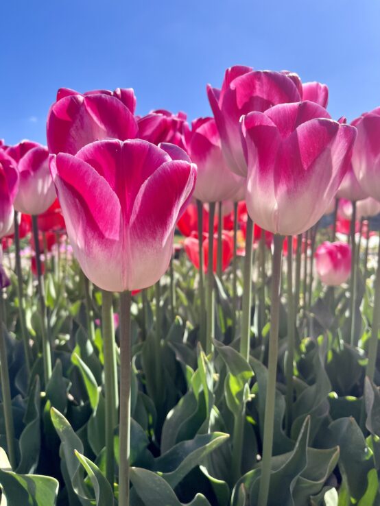 pink tulips, lisse