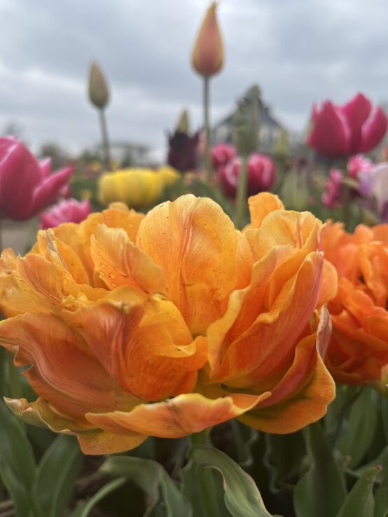 Tulpen-Touren in den Niederlanden