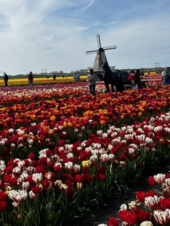 flower fields, Lisse, tulips