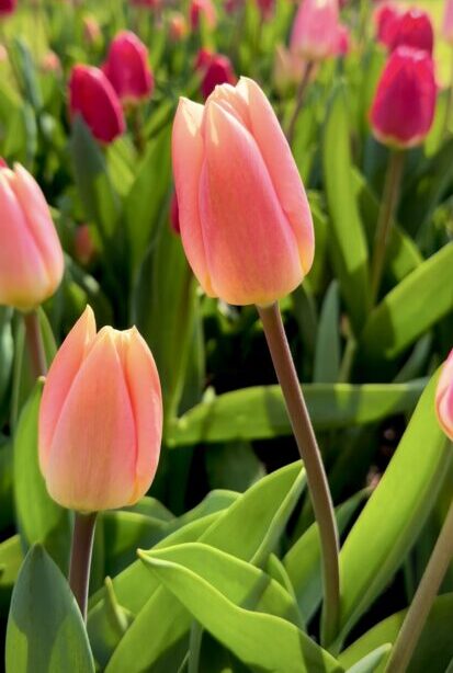 dutch tulip tours, pink tulip