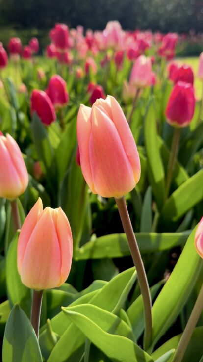 dutch tulip tours, pink tulip