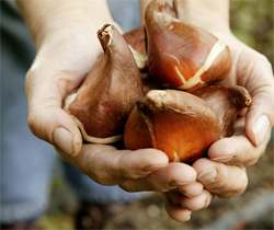 tulip bulbs