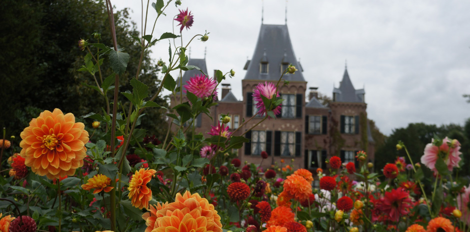 Keukenhof Castle, dahlia flowers