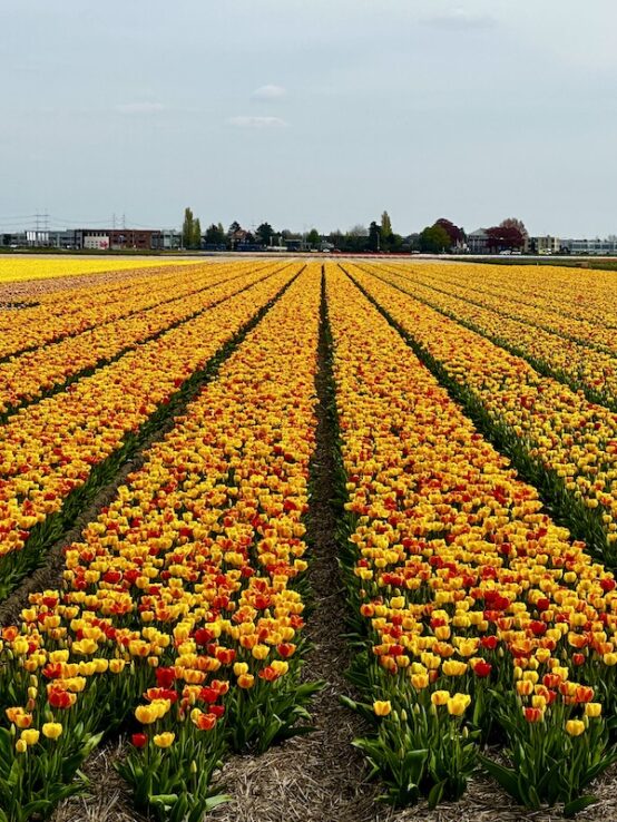 tulip fields, yellow tulips, Lisse, bike tour near Amsterdam