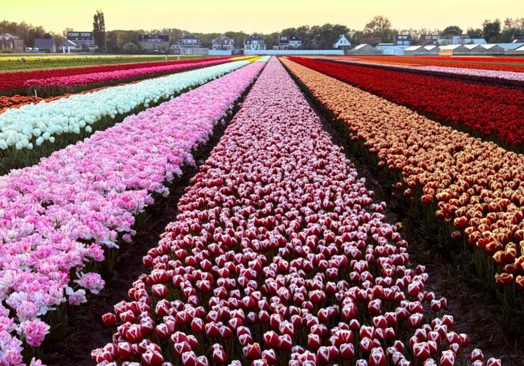 tulip fields, colorful, Lisse, bulb area, dutch tulip tours