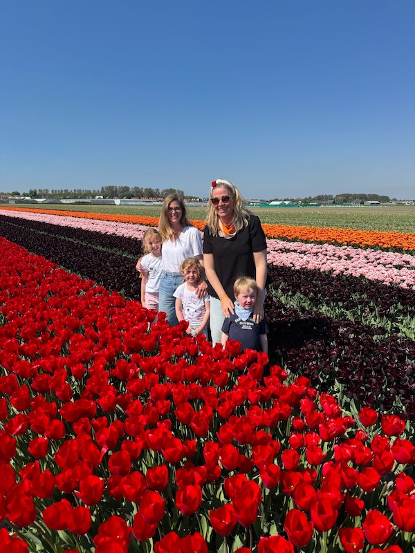 tulip fields in lisse, guide to visiting lisse