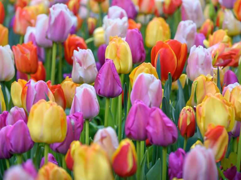 bulbs dutch tulips