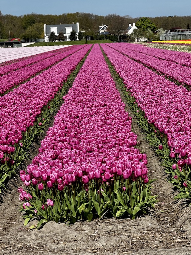 purple tulips, lisse, flower fields