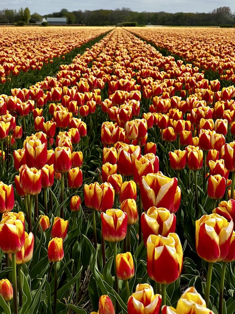 geel rode tulpen, lisse