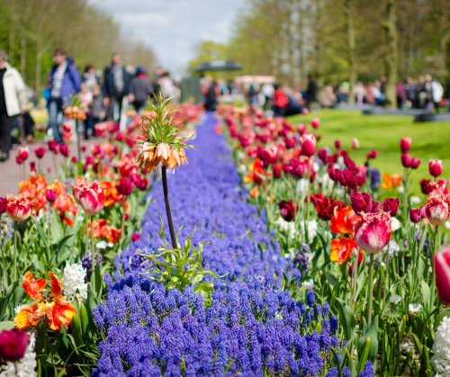 keukenhof, flowers