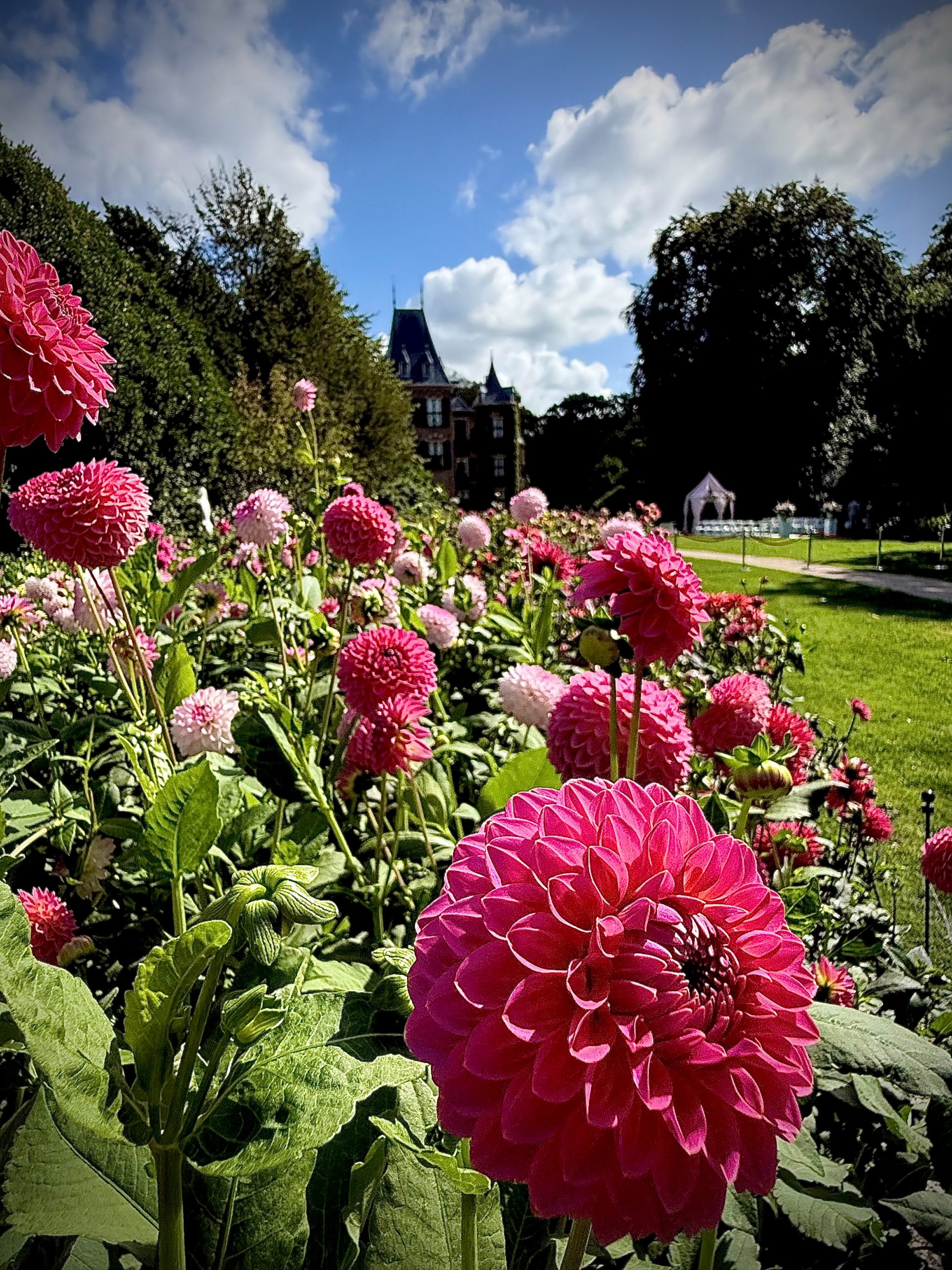 dahlia flowers, pink, red