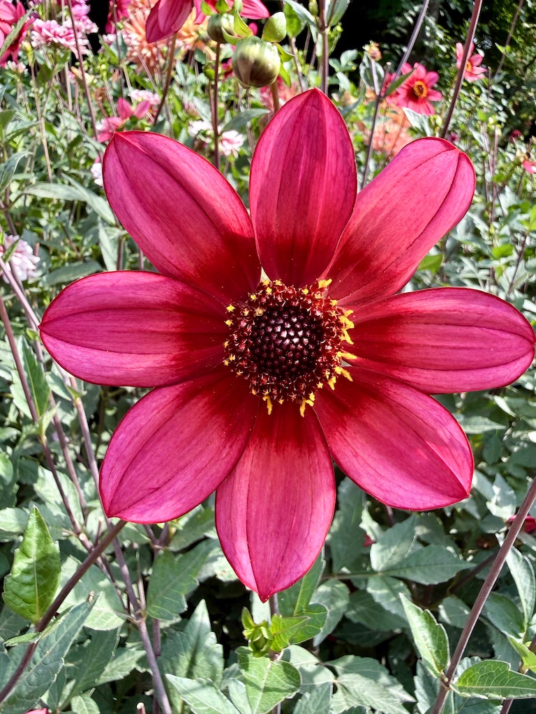dahlia flower, pink,