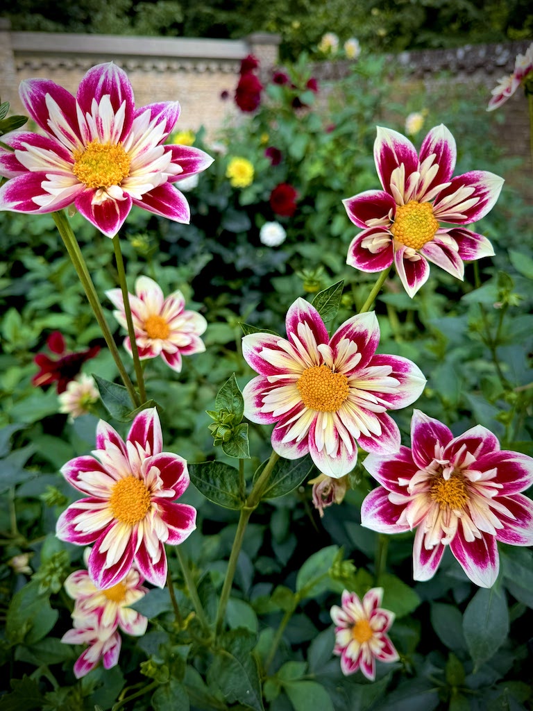 dahlia flower, purple, yellow