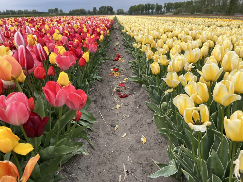 Tulip Fields, Lisse, Flowers