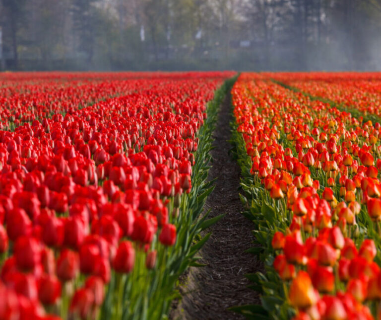 tulip fields in Lisse