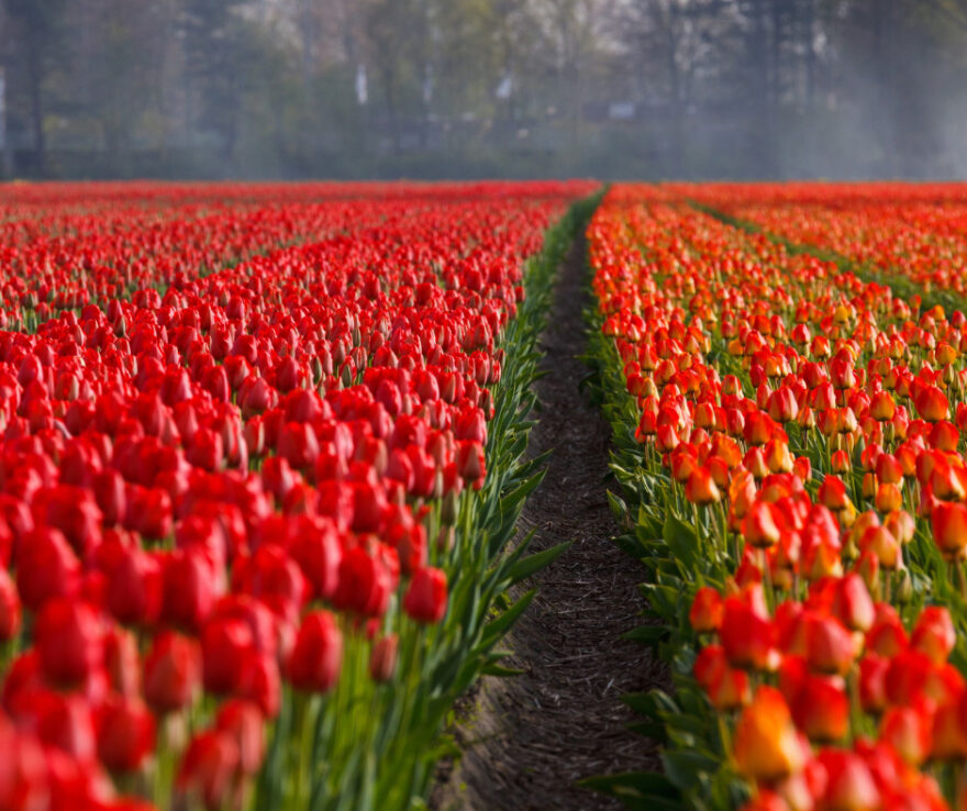 tulip fields in Lisse
